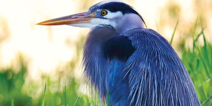 I Asked the Blue Heron: A Memoir – Lisbeth Coiman